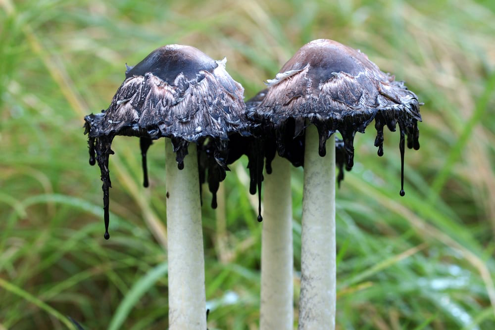 Black and White Dripping Mushrooms