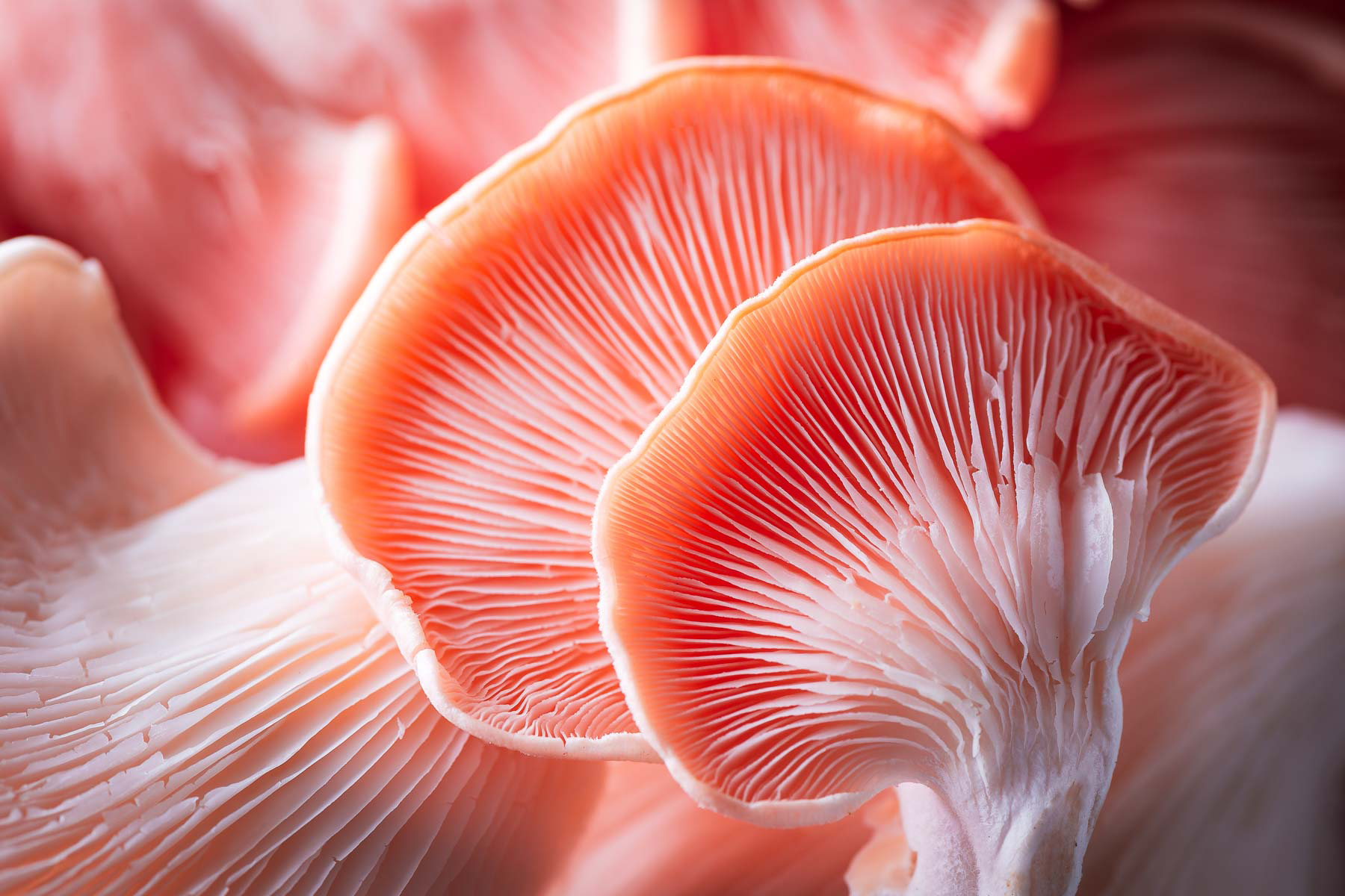 Oyster Mushrooms